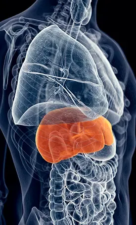 Science behind HepatoBurn